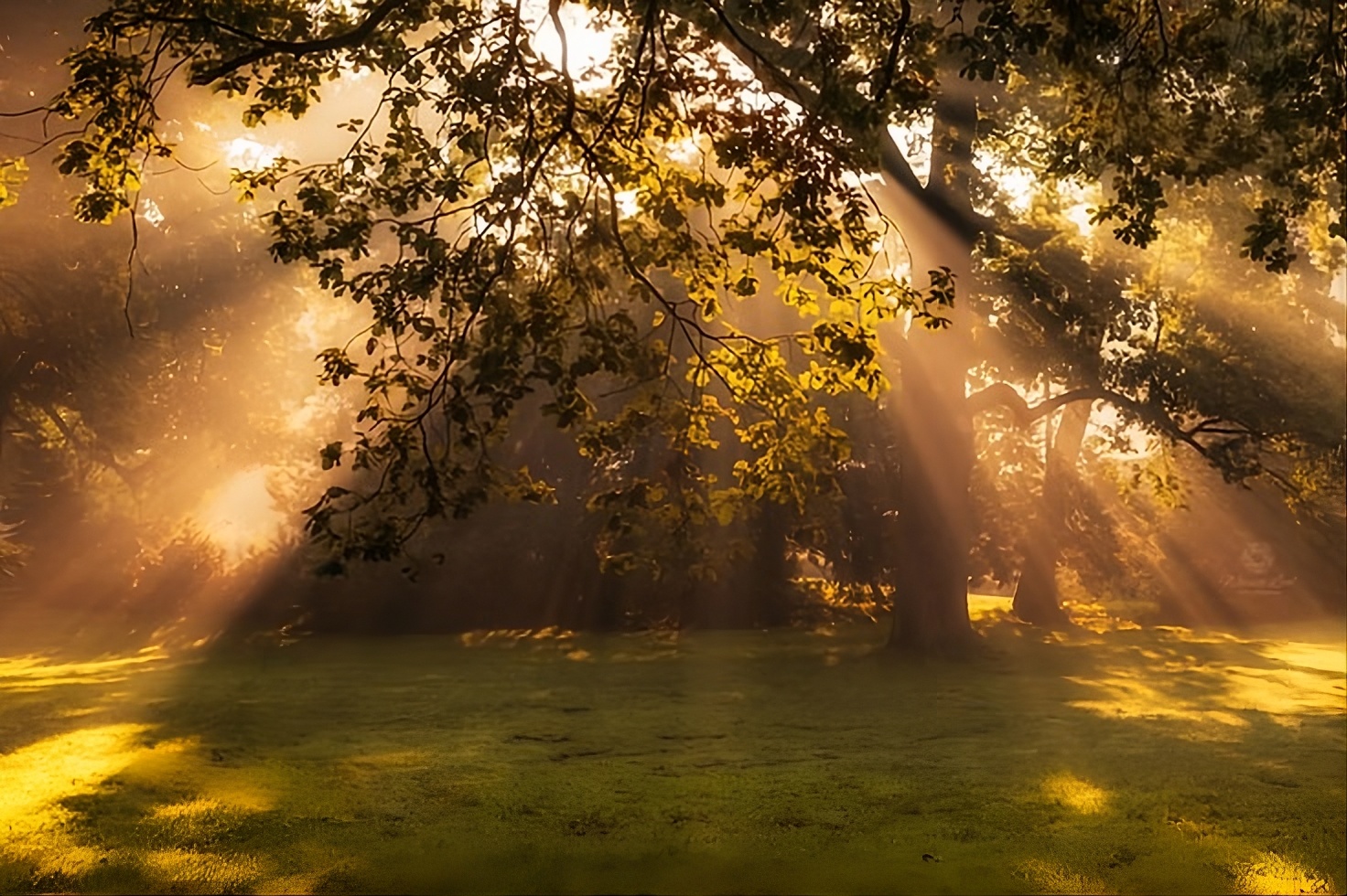 Bosque con luz de sol entre los árboles, ambiente de calma y naturaleza
